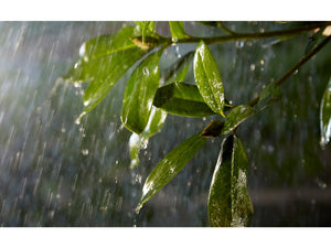 A wet bush's leaves in the dark with a white light shining on them through rain