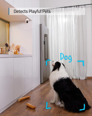 a dog sitting looking up at a kitchen counter.  the caption reads, detects playful pets